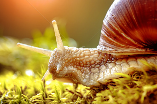 Helix pomatia also Roman snail, Burgundy snail Stock photo © cookelma