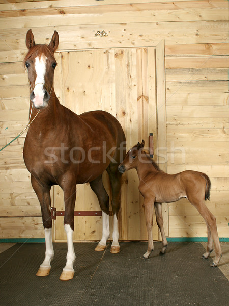 horse with a foal Stock photo © cookelma