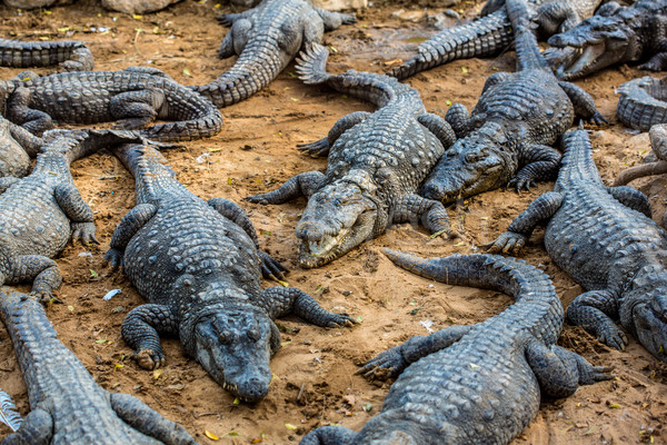 Krokodyla aligator wół charakter portret zwierząt Zdjęcia stock © cookelma