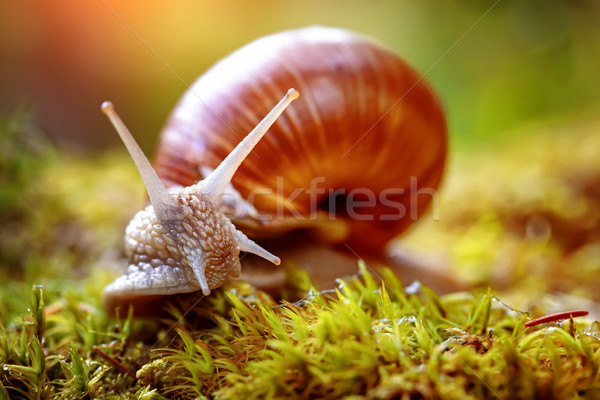 Helix pomatia also Roman snail, Burgundy snail Stock photo © cookelma