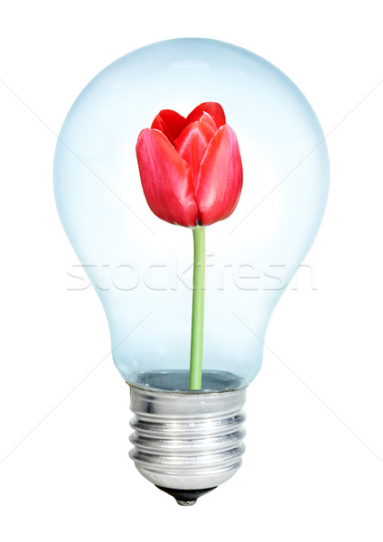 Electrobulb with a bunch of tulips Stock photo © cookelma
