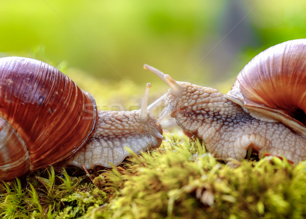 Spirál római csiga ehető fajok nagy Stock fotó © cookelma