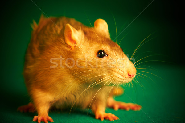 Sıçan yeşil hayvan Evcil sevimli kahverengi Stok fotoğraf © cookelma