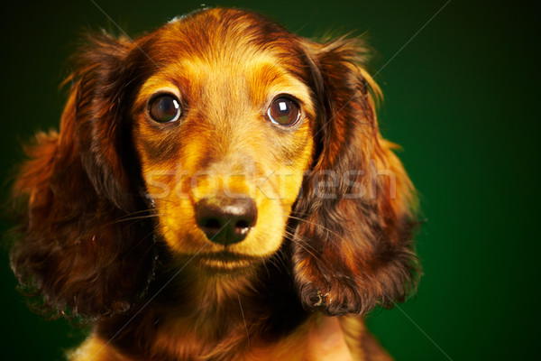 Căţeluş dachshund verde animal drăguţ una Imagine de stoc © cookelma