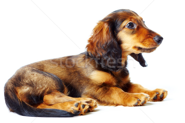 Cachorro dachshund blanco perro mascotas uno Foto stock © cookelma