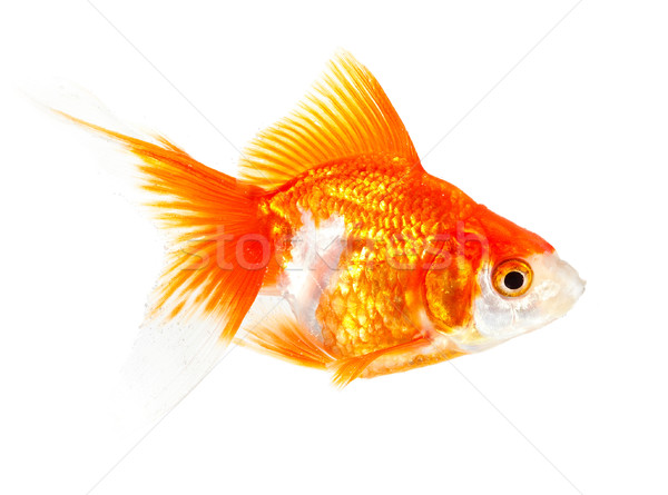 Foto stock: Ouro · pequeno · peixe · branco · olho · natureza
