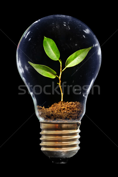 Jonge spruit gloeilamp gras blad energie Stockfoto © cookelma