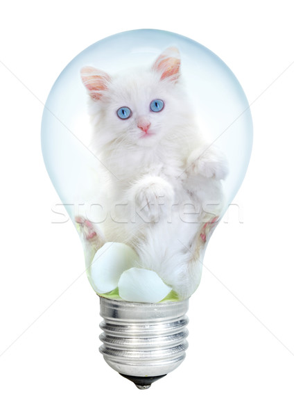 Electric lamp and kitten Stock photo © cookelma