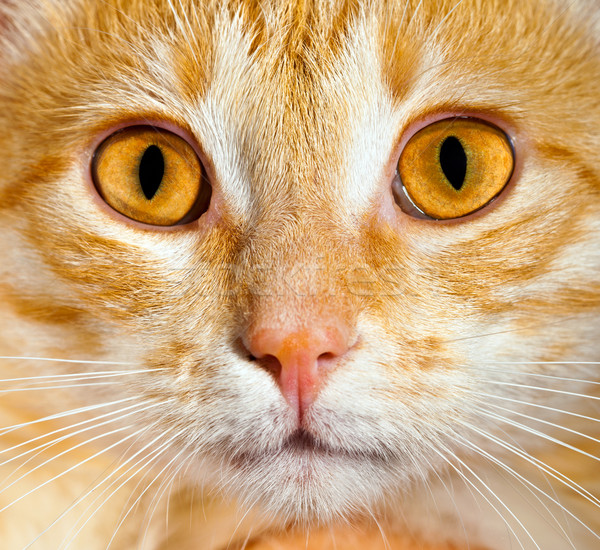 Kedi portre göz gözler saç Stok fotoğraf © cookelma