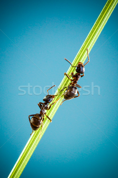 Zwei Ameisen läuft herum grünen Klinge Stock foto © cookelma