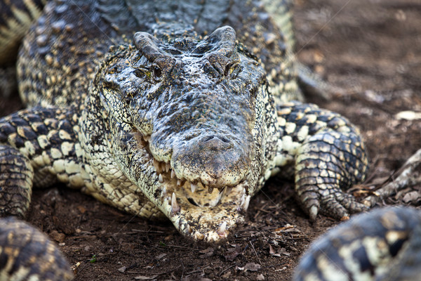 Krokodil timsah öküz amerikan doğa portre Stok fotoğraf © cookelma