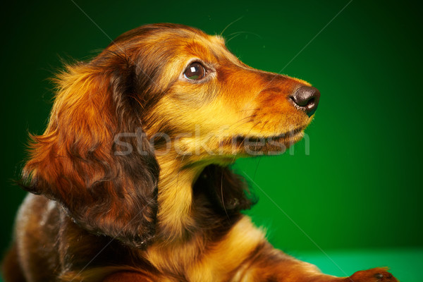 Cachorro bassê verde animal bonitinho um Foto stock © cookelma