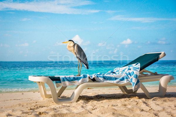 Grey Heron on a sun lounger Stock photo © cookelma