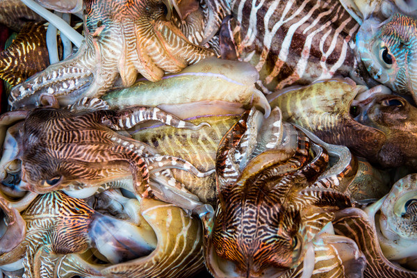 新鮮 烏賊 托盤 海鮮 性質 海 商業照片 © cookelma
