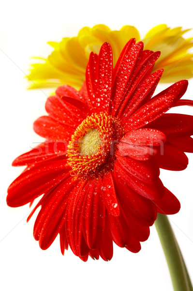 Stock photo: Red and yellow flower on a white background