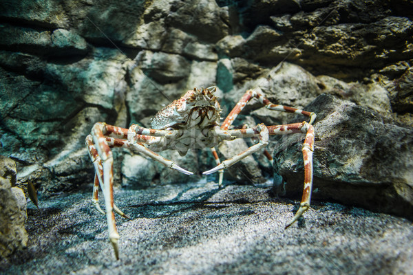Japonez păianjen crab gigant mare Imagine de stoc © cookelma