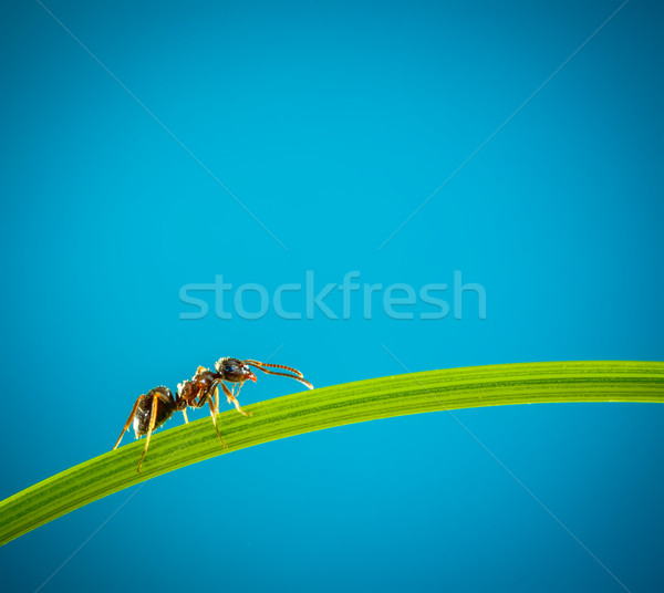 Ant grünen Gras läuft herum grünen Klinge Stock foto © cookelma