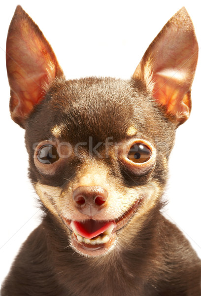 Russian toy-terrier.Ridiculous dog Stock photo © cookelma