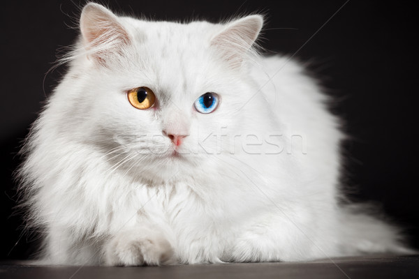 Yeux blanche chat portrait beauté bleu [[stock_photo]] © cookelma