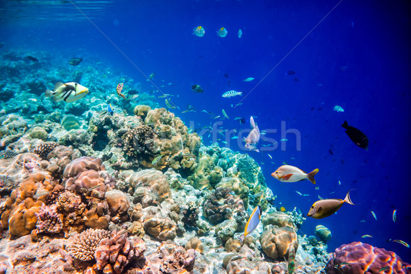 Tropical Coral Reef. Stock photo © cookelma