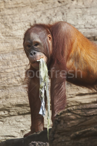 monkey Stock photo © cookelma