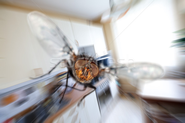 housefly Stock photo © cookelma