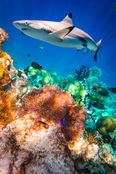 Tropikalnych rafa koralowa wybór miękkie rekina skupić Zdjęcia stock © cookelma