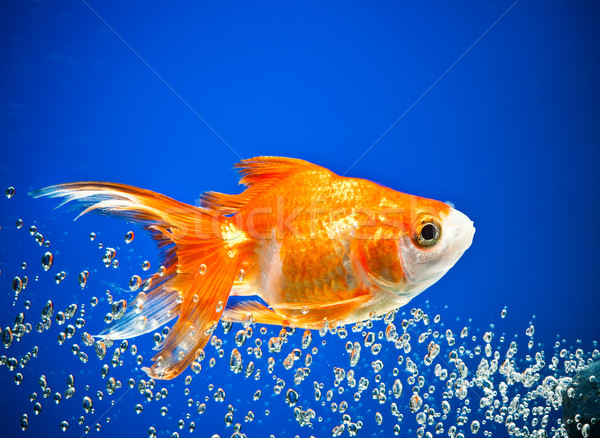 Foto stock: Peixe-dourado · escuro · azul · água · peixe · natureza