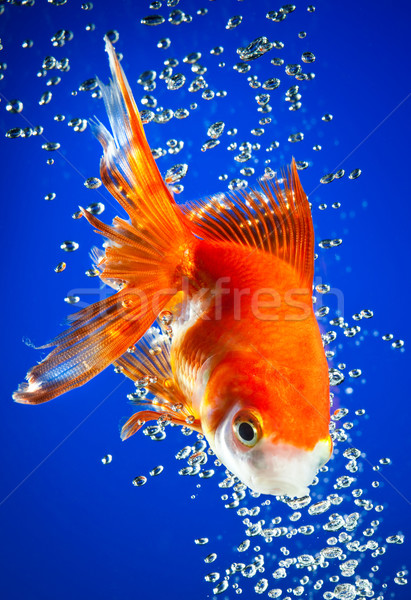 Stock foto: Goldfisch · dunkel · blau · Wasser · Fisch · Natur