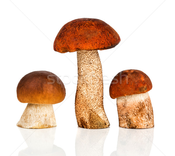 Orange-cap Boletus and porcini mushroom Stock photo © cookelma