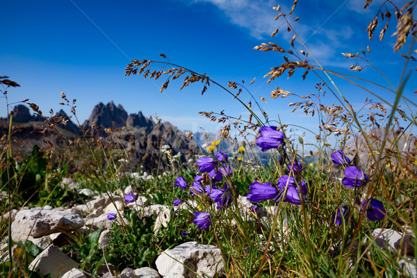 Resumen alpino flores naturaleza parque alpes Foto stock © cookelma