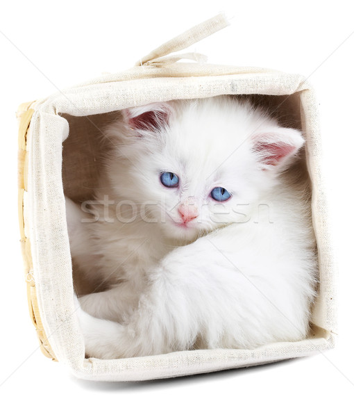Blanche chaton panier sourire oeil chat [[stock_photo]] © cookelma