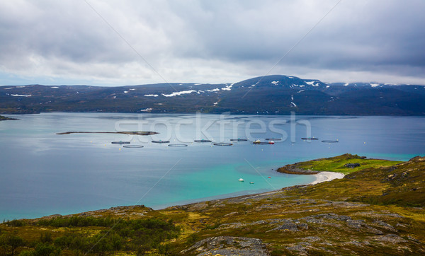 農場 三文魚 釣魚 挪威 食品 海 商業照片 © cookelma