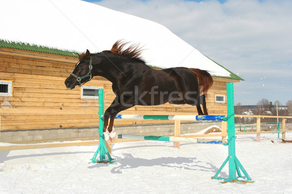 Jumping cavallo neve inverno Vai bella Foto d'archivio © cookelma