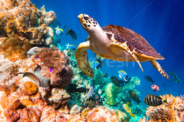Stock photo: Hawksbill Turtle - Eretmochelys imbricata