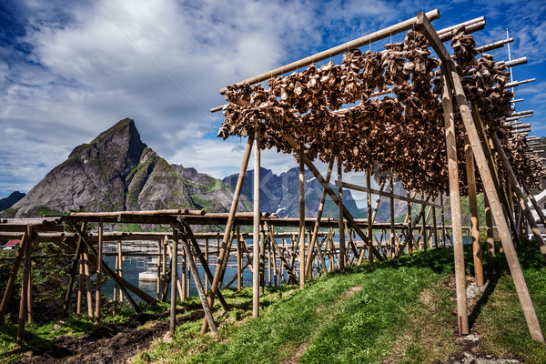 Stock photo: Fish heads drying on racks