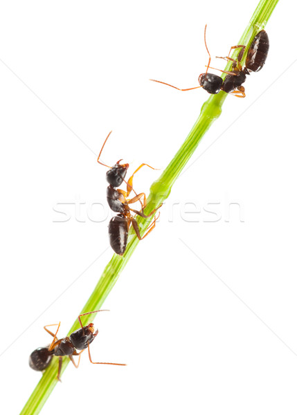 Ants Stock photo © cookelma
