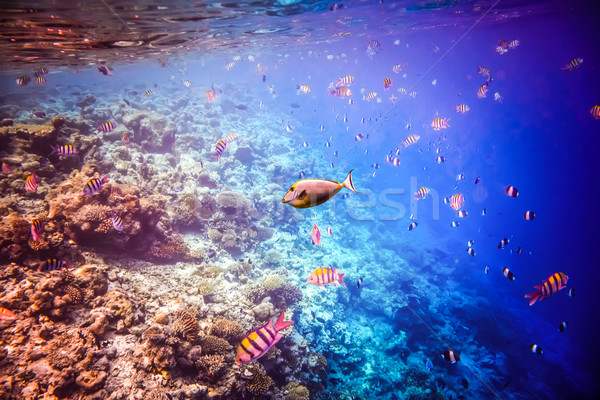Tropischen Korallenriff Vielfalt weichen Ozean Warnung Stock foto © cookelma