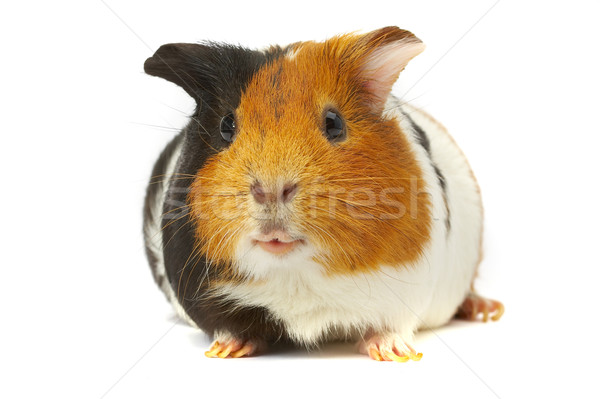Portrait of a Guinea-pig. Macro a photo. Stock photo © cookelma