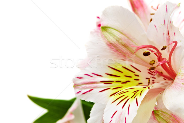 Foto stock: Orquídeas · foto · blanco · flor · primavera