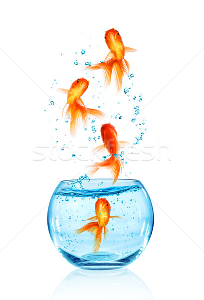 Goldfish jumping. Stock photo © cookelma