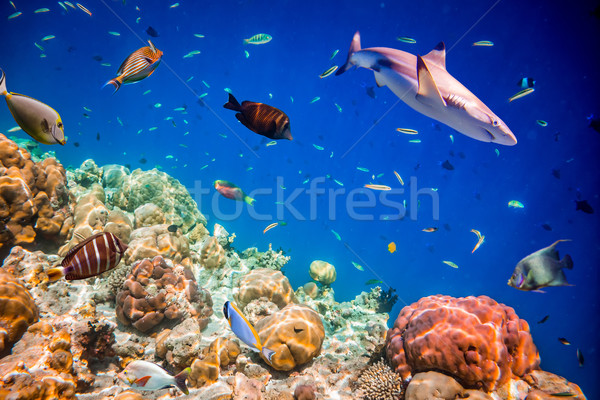 Stock fotó: Trópusi · korallzátony · választék · puha · trópusi · hal · Maldív-szigetek