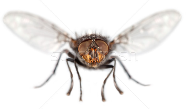 Légy közelkép fotó fehér rovar szárny Stock fotó © cookelma