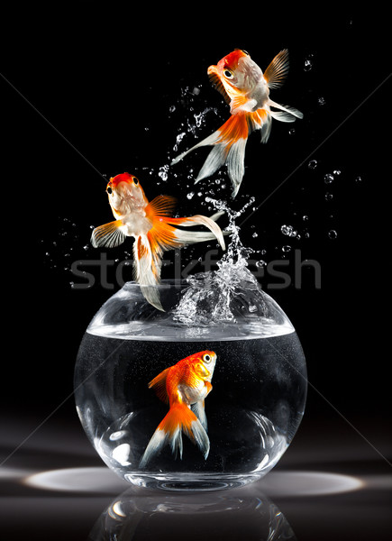 goldfishs jumps Stock photo © cookelma