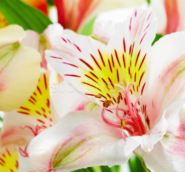 Orchidea Fotografia biały kwiat wiosną Zdjęcia stock © cookelma