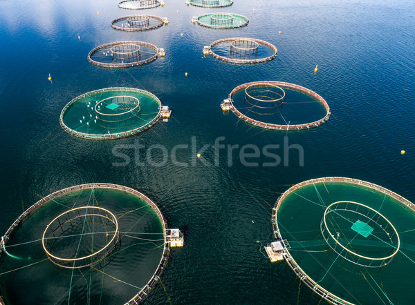 Farm salmon fishing Aerial FPV drone photography. Stock photo © cookelma