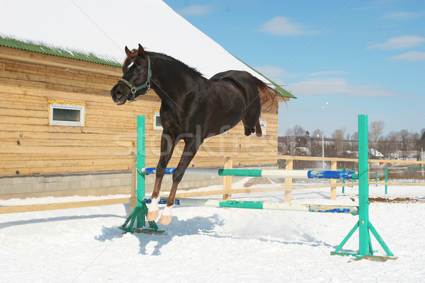 Stock photo: Jumping horse