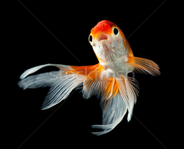 Goldfish изолированный темно черный рыбы оранжевый Сток-фото © cookelma