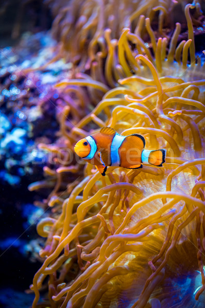 Anemonefish Stock photo © cookelma