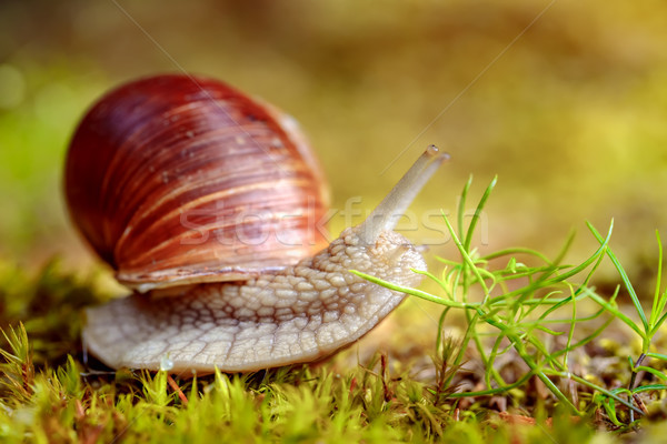 Helix pomatia also Roman snail, Burgundy snail Stock photo © cookelma